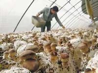 溫室大棚種植香菇的優(yōu)勢(shì)